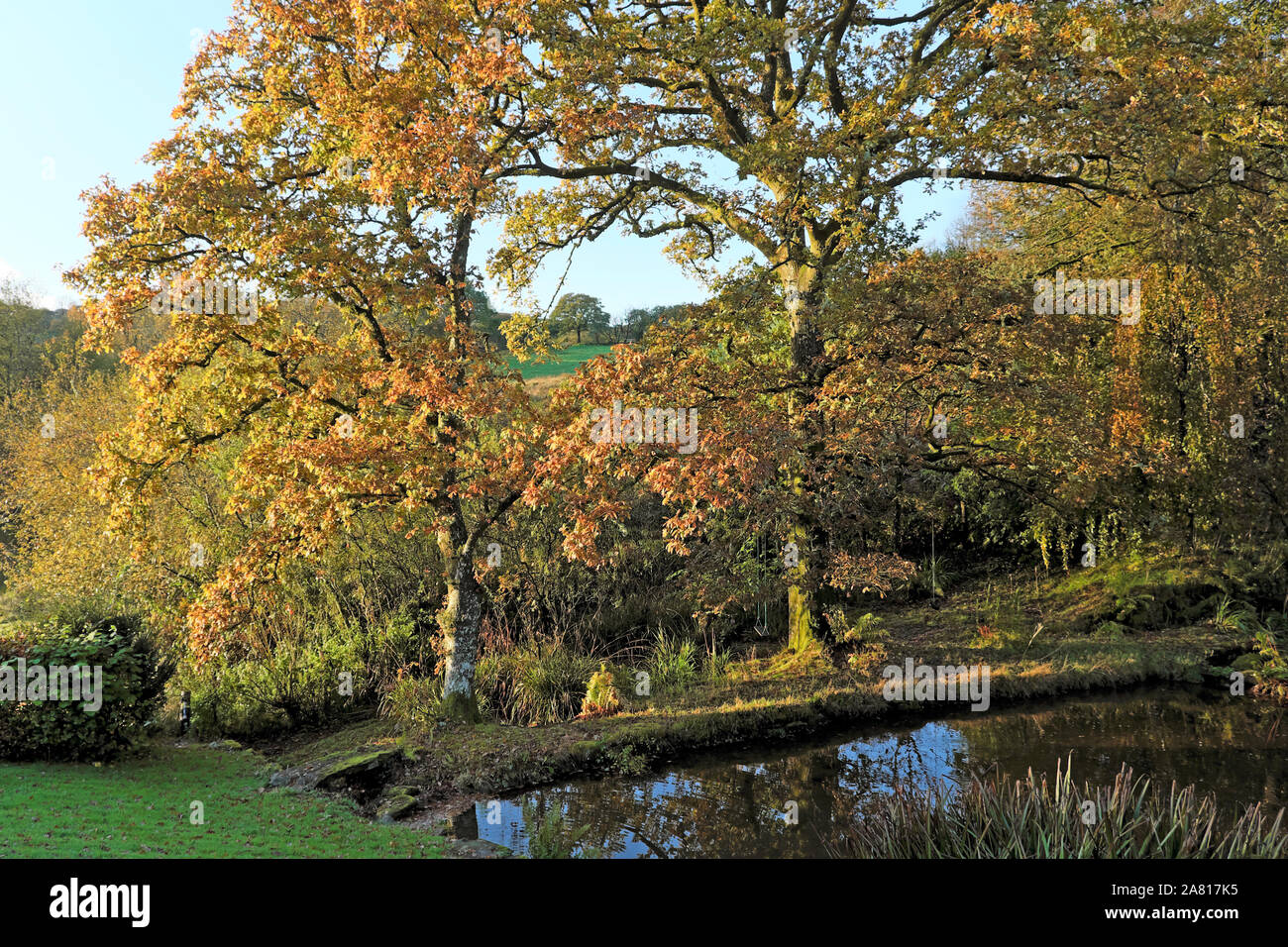 Eichen Laub im Herbst voll Farbe an einem sonnigen Tag durch einen Garten Teich im Oktober sonnenschein Carmarthenshire Wales UK KATHY DEWITT Stockfoto