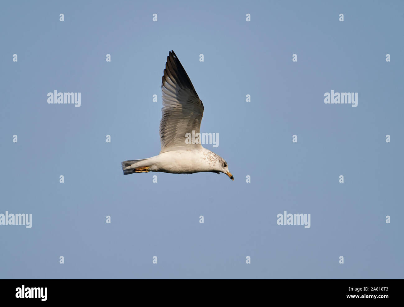 Ring-billed Gull (Larus delawarensis) im Flug über der Chapala See - Ajijic, Jalisco, Mexiko Stockfoto