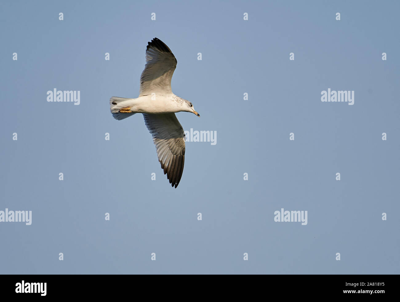 Ring-billed Gull (Larus delawarensis) im Flug über der Chapala See - Ajijic, Jalisco, Mexiko Stockfoto