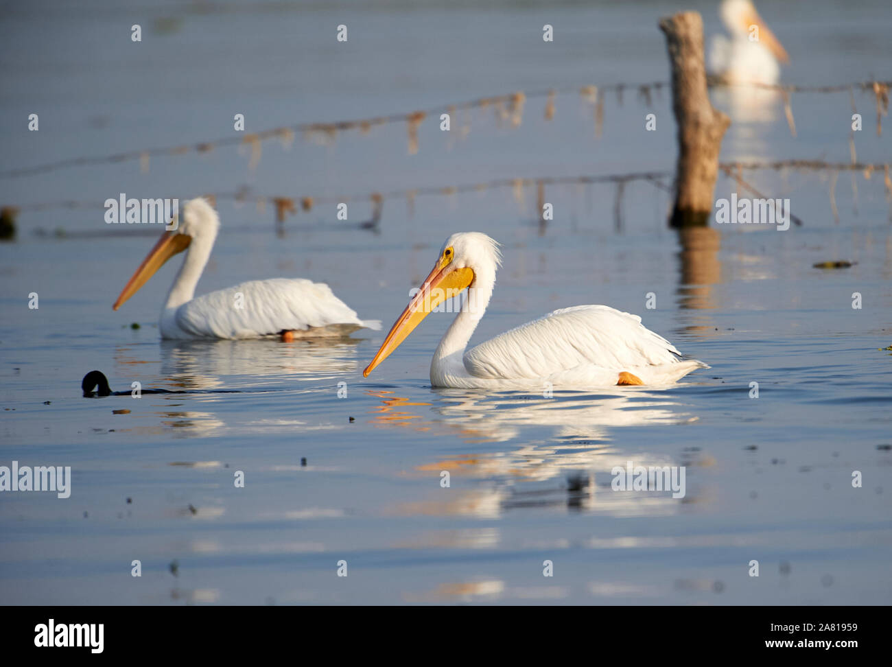 American White Pelican (Pelicanus erythrorhynchos) Schwimmen im Lago de Chapala - Ajijic, Jalisco, Mexiko Stockfoto