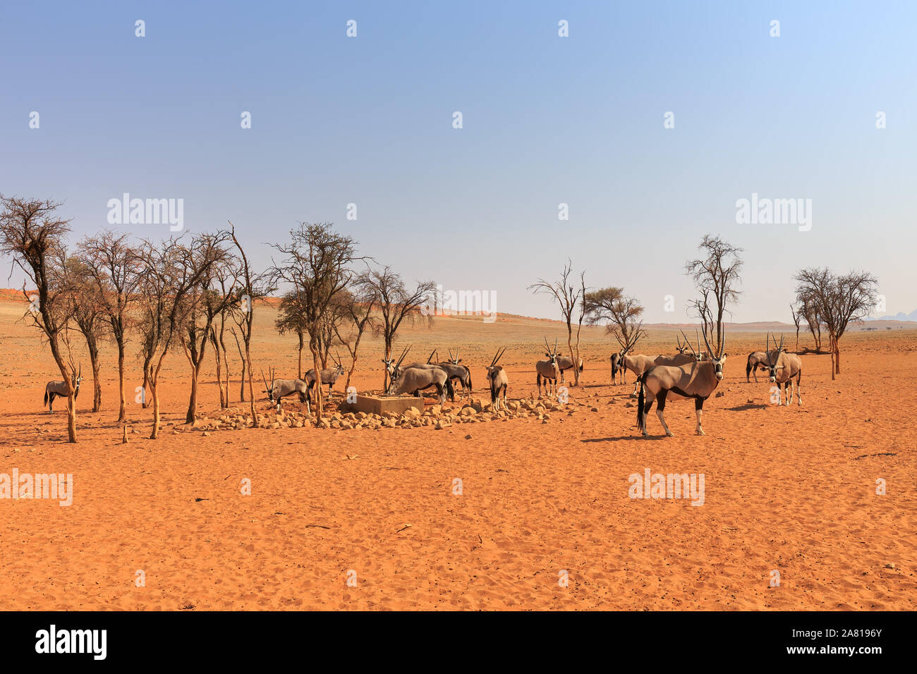 Gruppe von Oryx in Namibia, Afrika Stockfoto