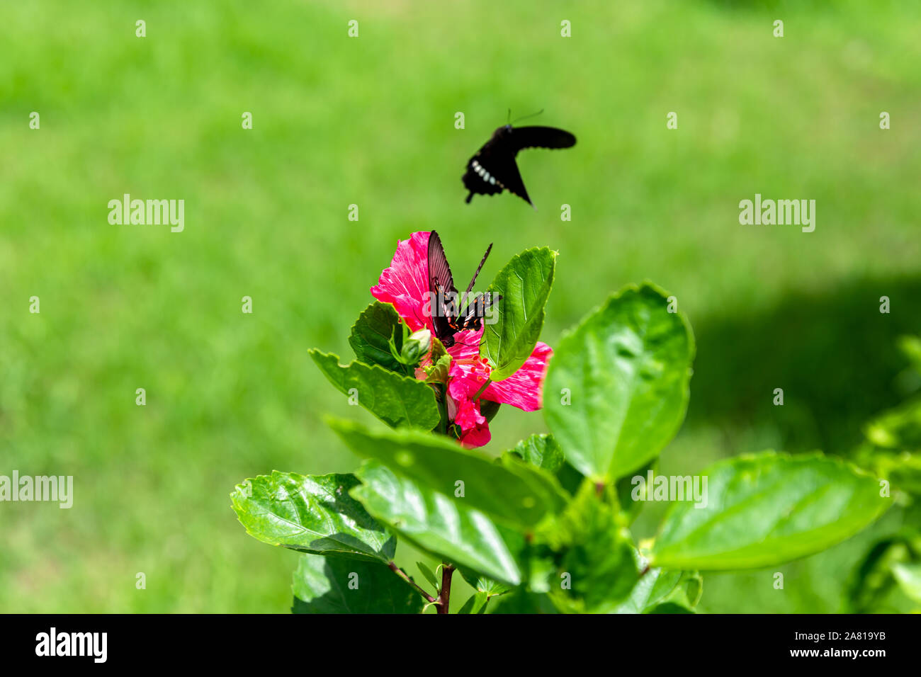 Zwei Papilio helenus Schmetterlinge, eine auf einem rosa Hibiskus Blume, der andere in der Luft; Okinawa, Japan Stockfoto