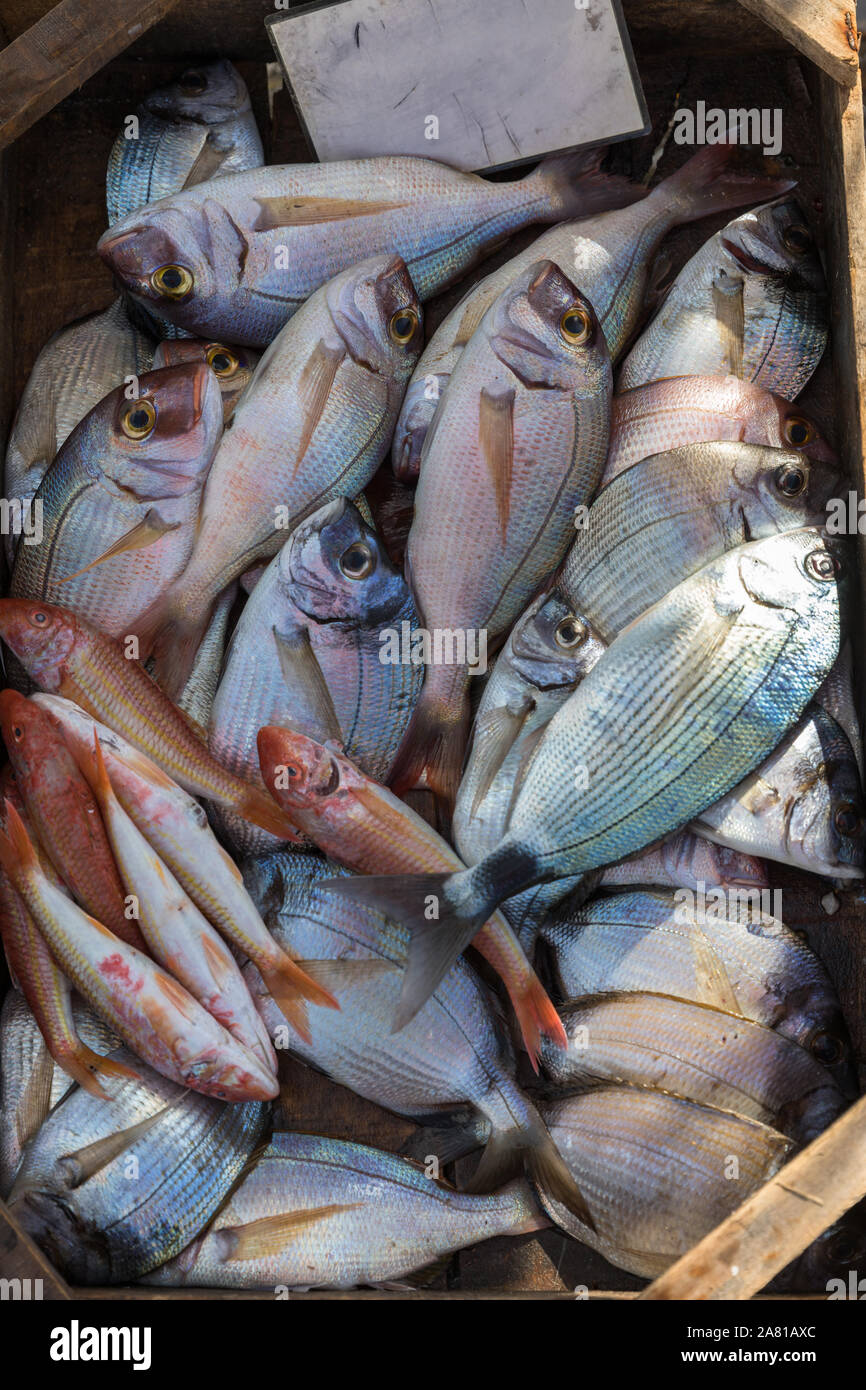 Sortiment an frischen Fisch in Fisherman's Markt. Stockfoto