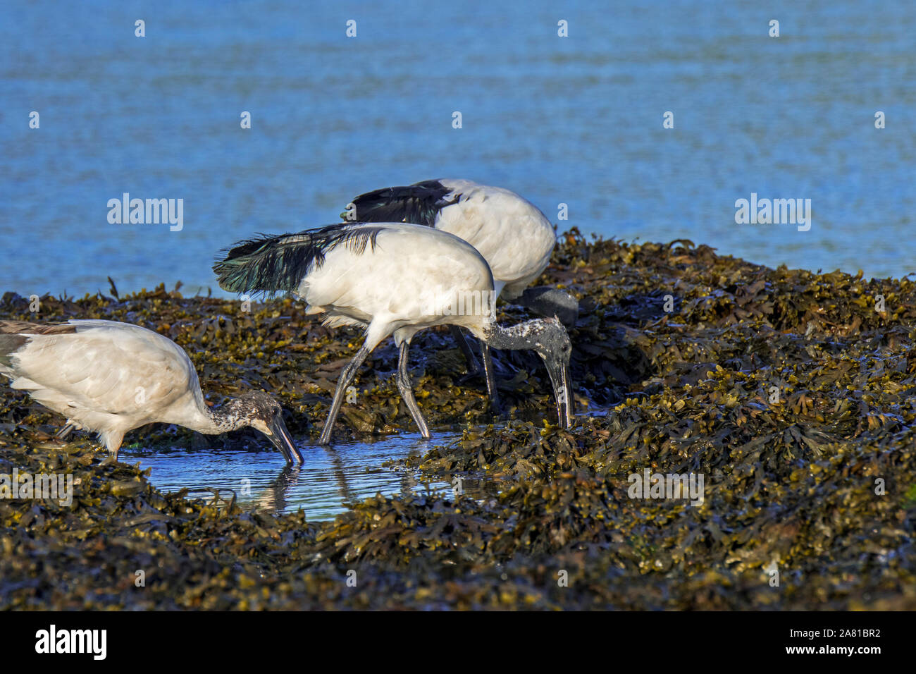 Drei afrikanischen heiligen Ibisse (Threskiornis aethiopicus) eingeführten Arten der Nahrungssuche auf Algen bedeckten Strand entlang der Atlantikküste, Bretagne, Frankreich Stockfoto