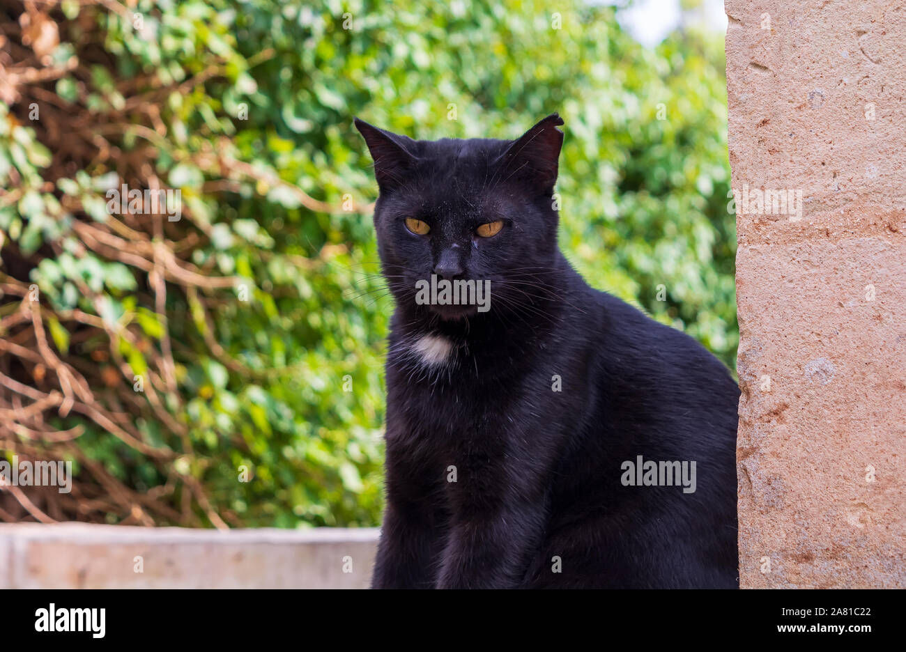 Schwarz streunende Katze mit weisser Brust Stockfoto