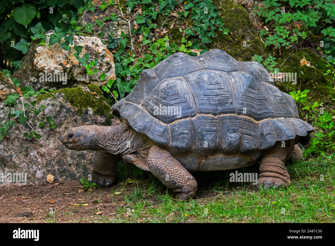 Riesenschildkröte (Aldabrachelys gigantea/Testudo gigantea), die für die Inseln der Aldabra Atoll auf den Seychellen Stockfoto