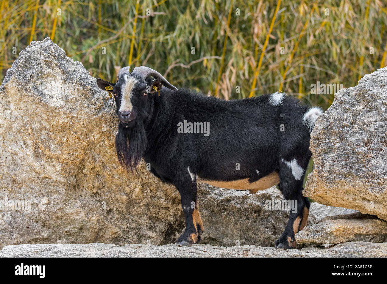 West African dwarf Ziege (Capra aegagrus hircus) Buck, beheimatet in West- und Zentralafrika Stockfoto