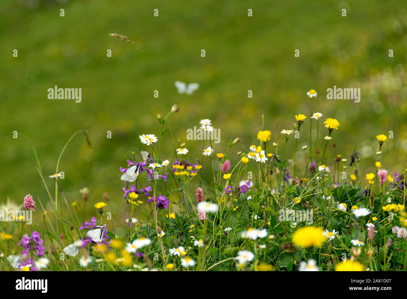 Grüne Wiese mit Wildblumen, Georgia Stockfoto