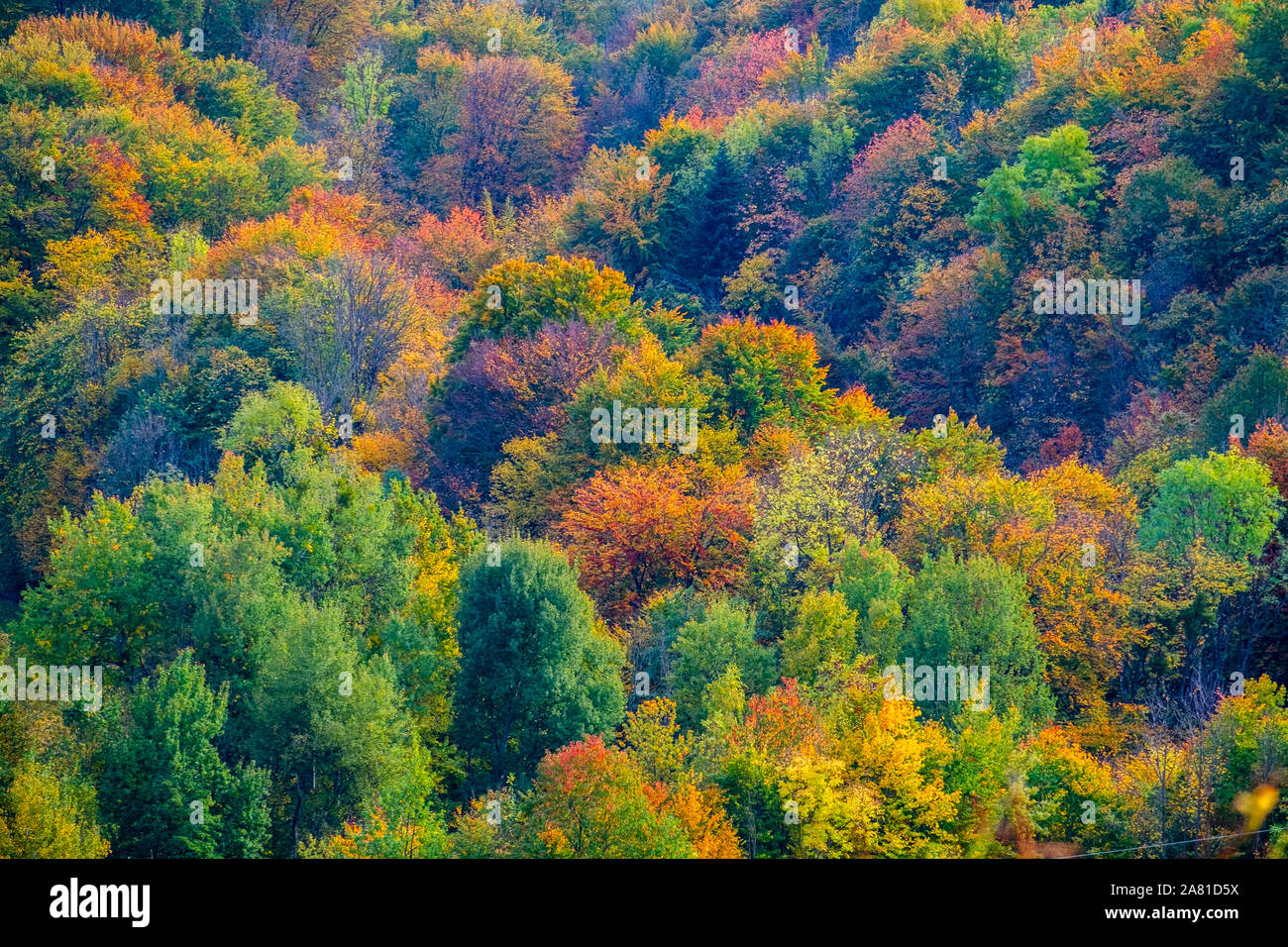 Schönen Herbst Hügellandschaft in Slowenien nahe der Grenze zu Österreich Stockfoto
