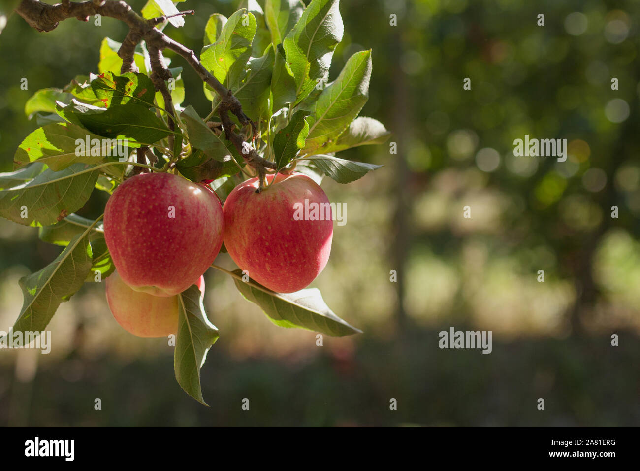 Rote reife Äpfel auf dem Bauernhof - die fruchtbares Jahr - Frankreich, Provence, Mistral Stockfoto