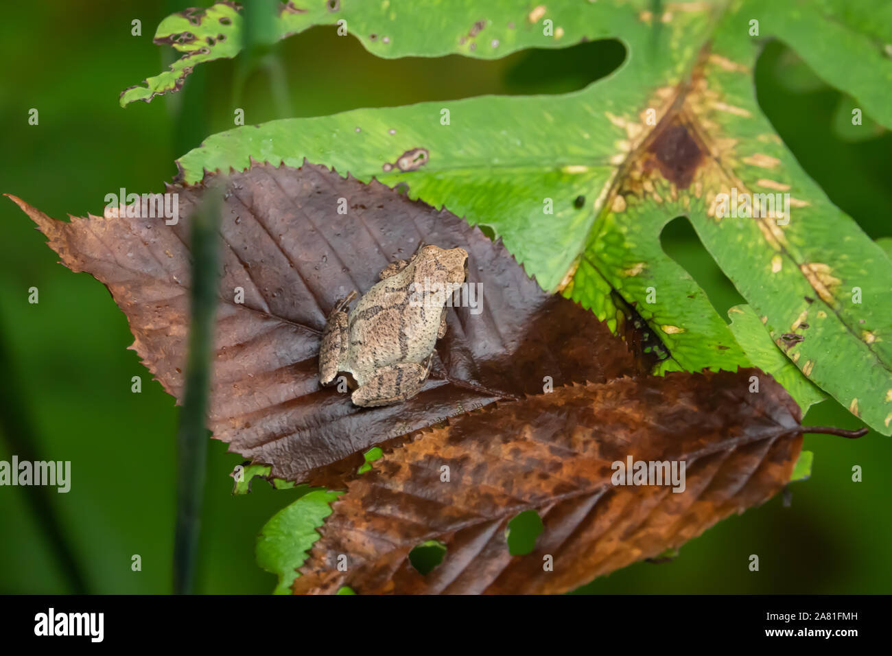 Feder Peeper Frosch auf Blatt im Sommer Stockfoto