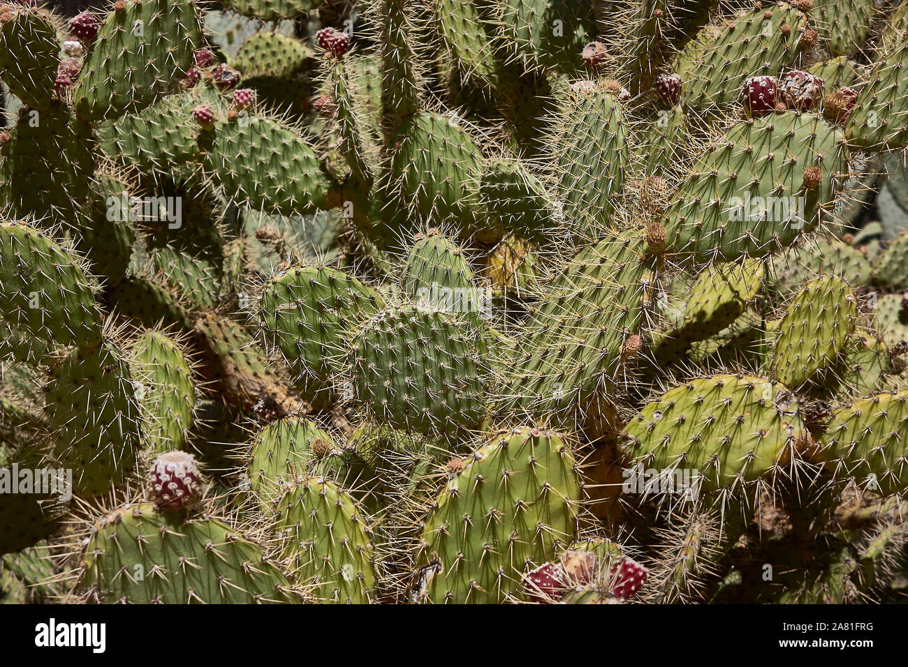 Kaktus-Textur Stockfoto