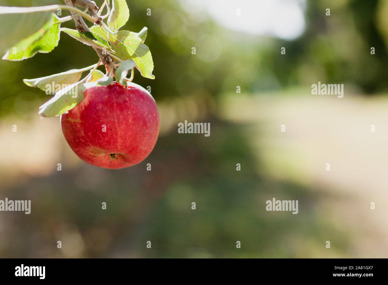 Rote reife Äpfel auf dem Bauernhof - die fruchtbares Jahr - Frankreich, Provence, Mistral Stockfoto