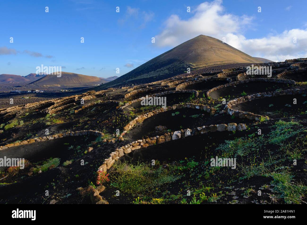Trichterförmige Wein Kulturen, in der Nähe von Yaiza, Weinanbaugebiet La Geria, Lanzarote, Kanarische Inseln, Spanien Stockfoto