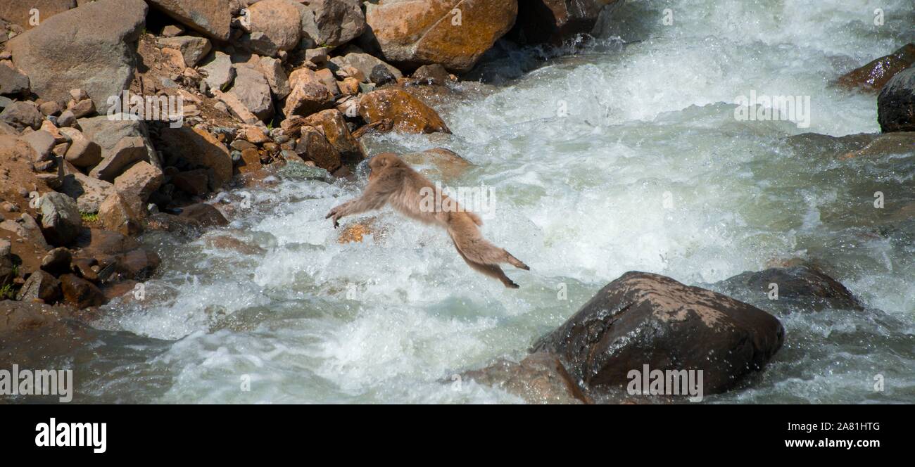 Japanischen Makaken (Macaca fuscata) springt über einen reißenden Fluss, Yamanouchi, Präfektur Nagano, Insel Honshu, Japan Stockfoto