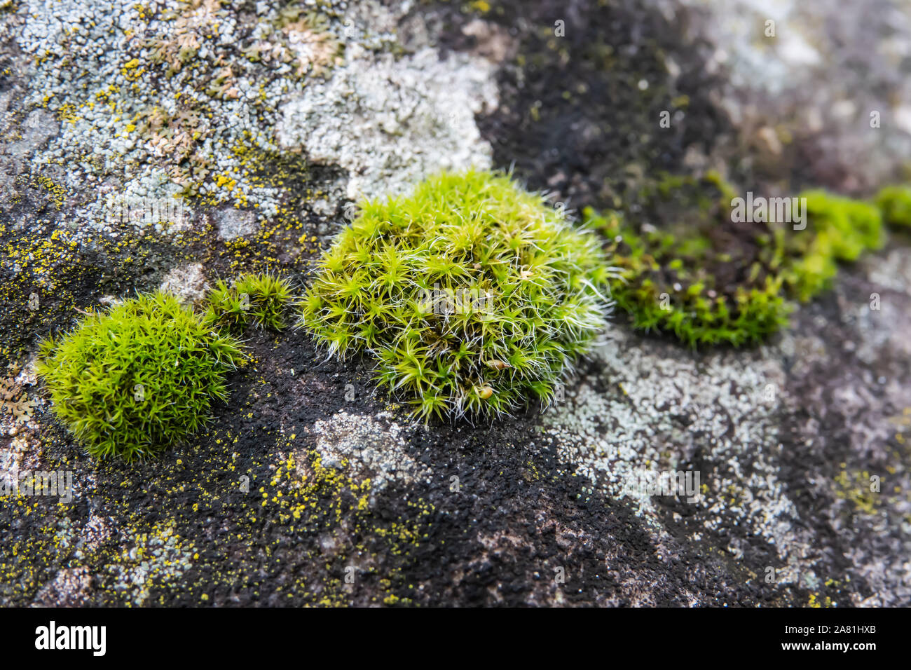 Star Moss auf Rock im Winter Stockfoto