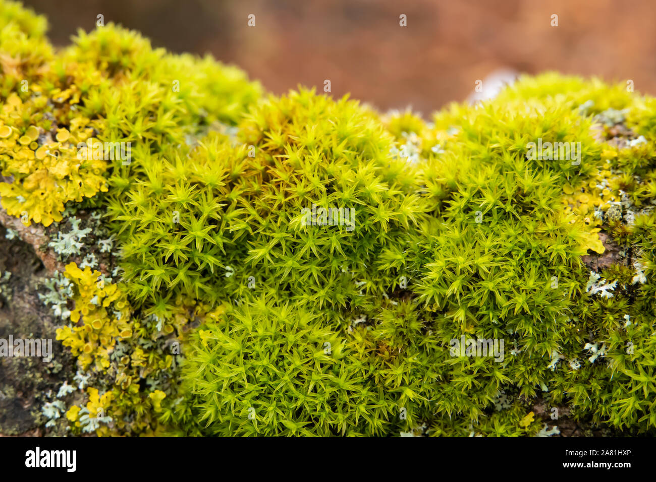 Star Moss auf Zweig im Winter Stockfoto