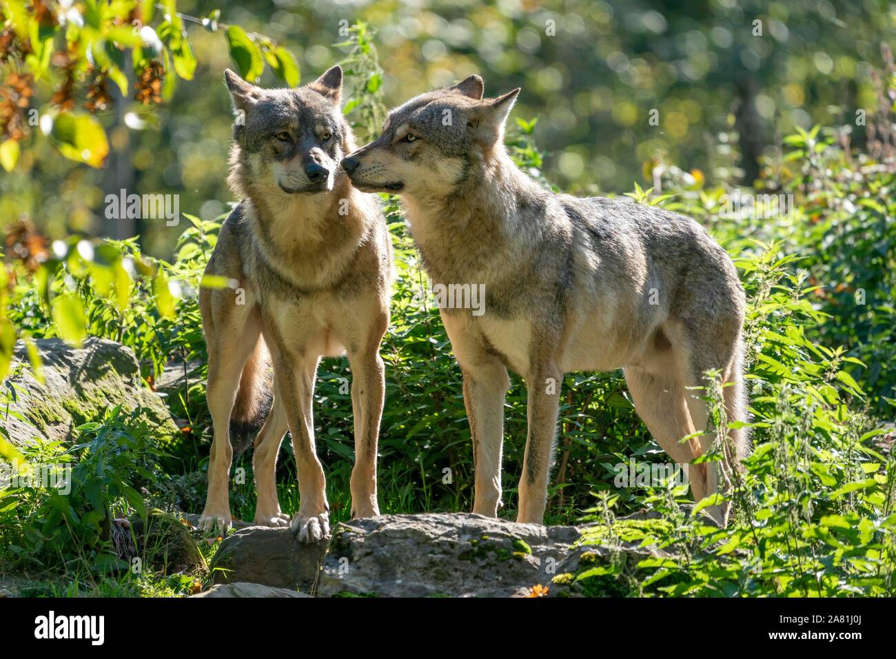 Zwei europäische Grauen Wölfen (Canis lupus) sniff, Captive, Frankreich Stockfoto