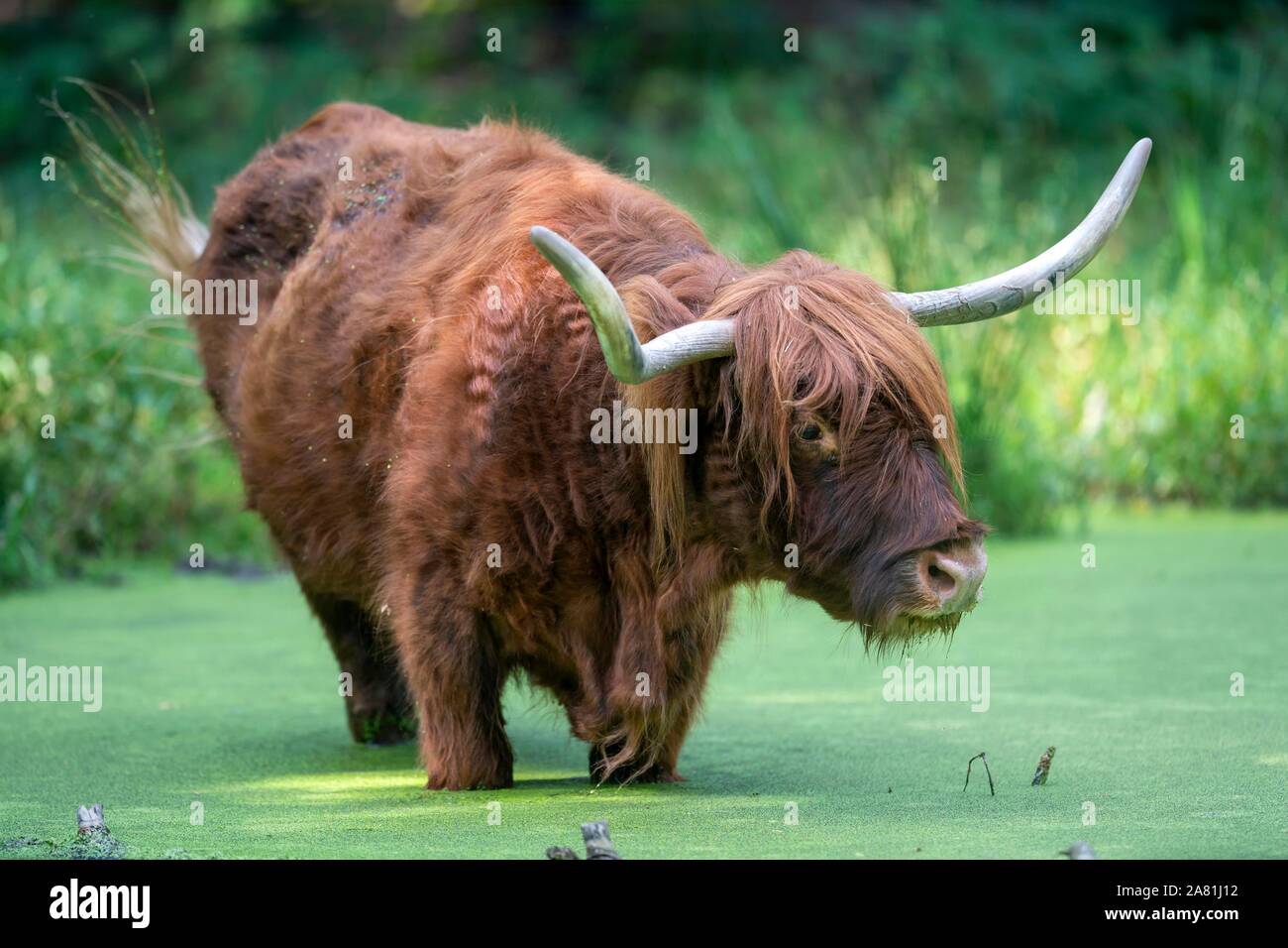 Highland Cattle (Bos taurus) in Wasser mit duckweeds, Deutschland Stockfoto