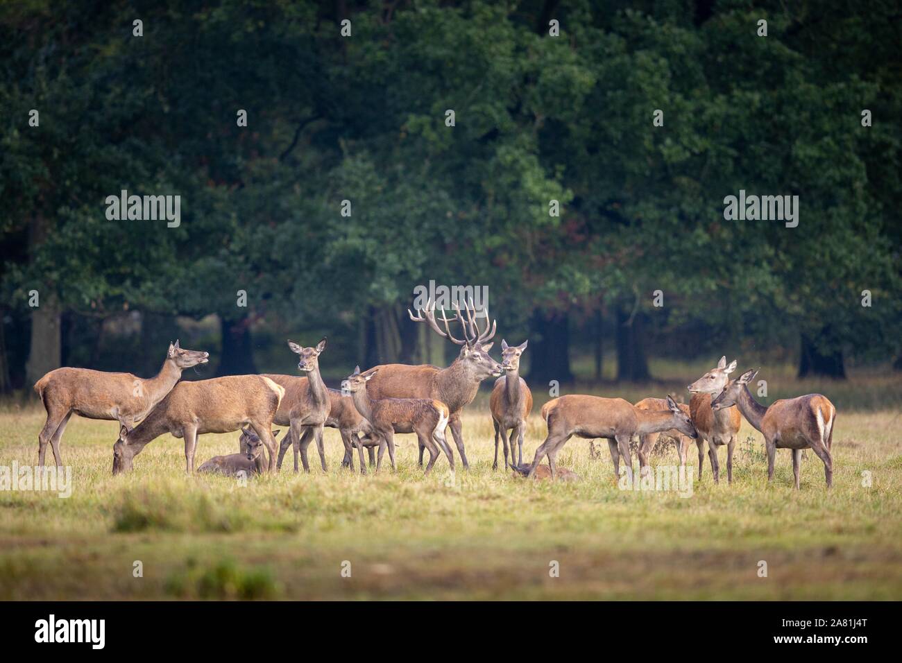 Red Deer (Cervus elaphus) mit Rinder, Kühe auf einer Lichtung im Wald zu Rut, Wildpark Alte Fasanerie, Hanau, Hessen, Deutschland Stockfoto