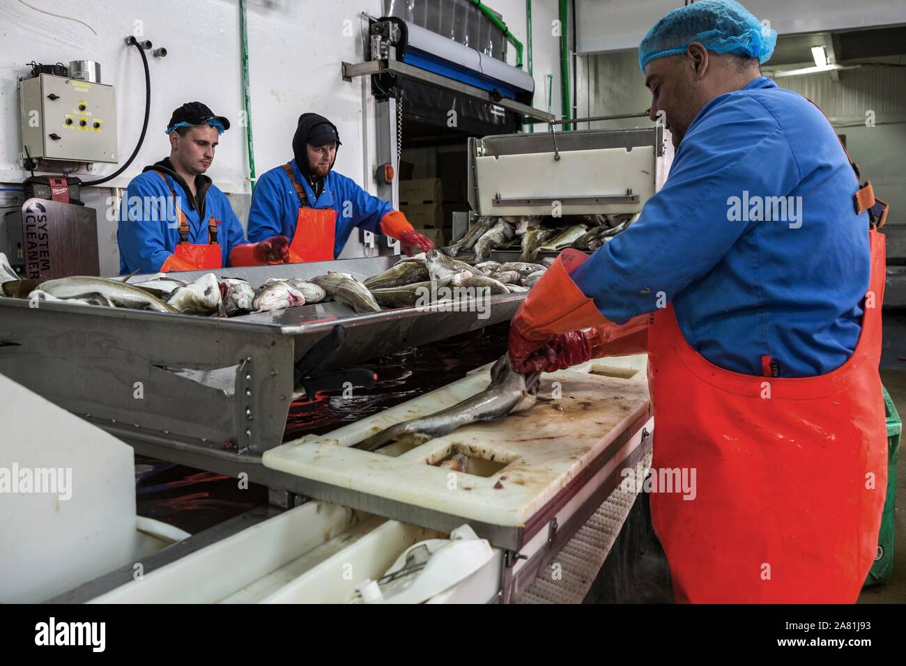 Fischverarbeitung in einer Fischfabrik in Patreksfordur, Westfjorde, Island Stockfoto