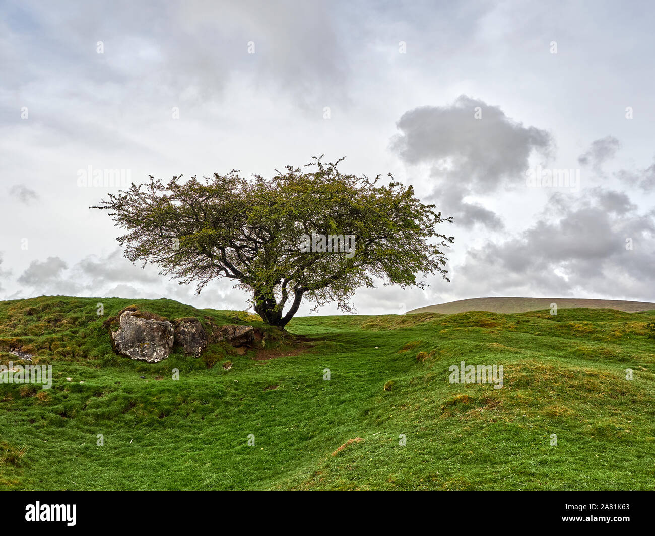 Ein Blick auf die einsamen Baum in der Landschaft des Peak District durch große Steine in der Nähe der Stadt von Buxton in Derbyshire, England, UK umgeben Stockfoto