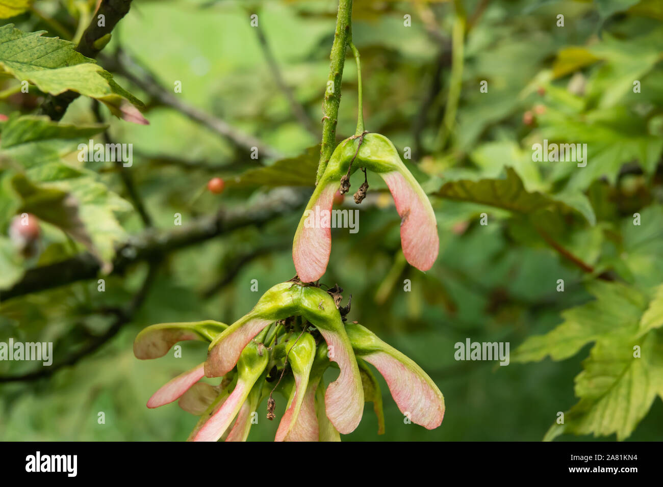 Bergahorn Früchte im Frühling Stockfoto