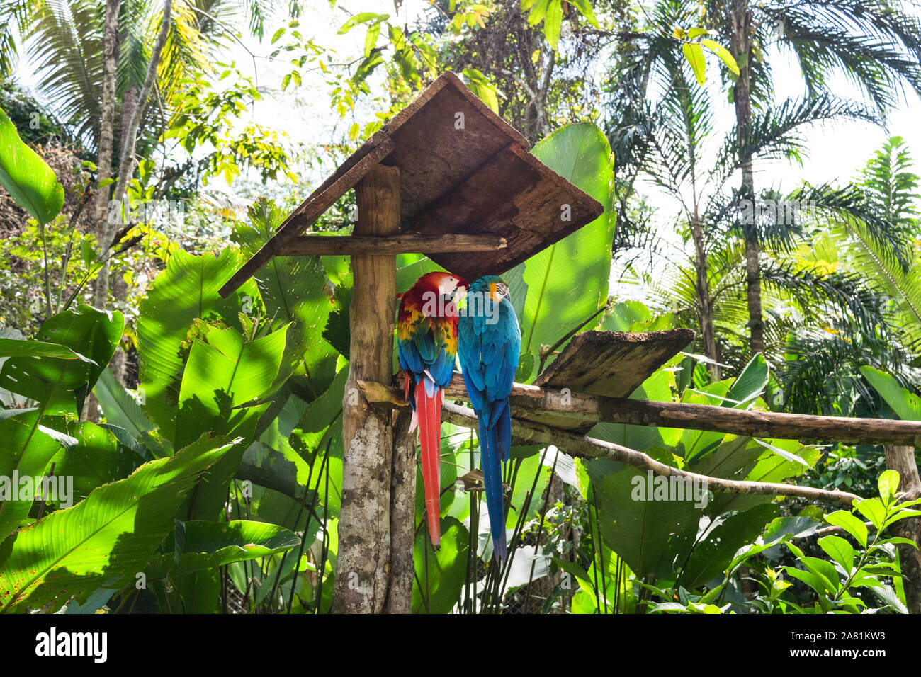 Blau-gelbe Ara (Ara Ararauna) und Green-winged Macaw (Ara chloropterus) in Amazon Tier Waisenhaus Pilpintuwasi im Dorf Padre Cocha in der Nähe von Iquitos, Peru Stockfoto