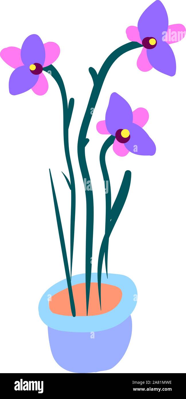 In Pot, Illustration Orchidee, Vektor auf weißem Hintergrund. Stock Vektor