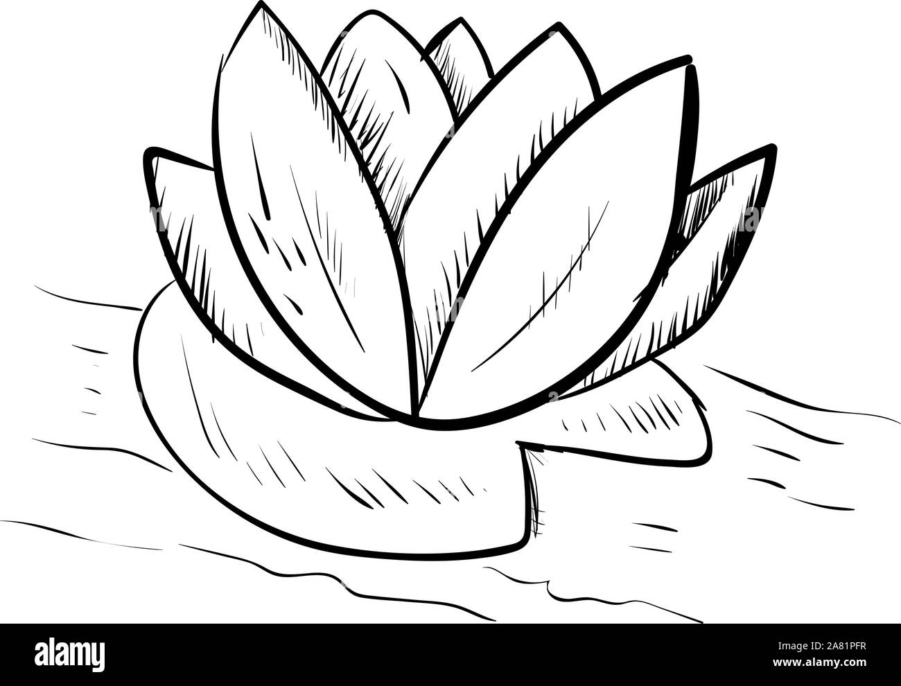 Seerose Skizze, Illustration, Vektor auf weißem Hintergrund. Stock Vektor