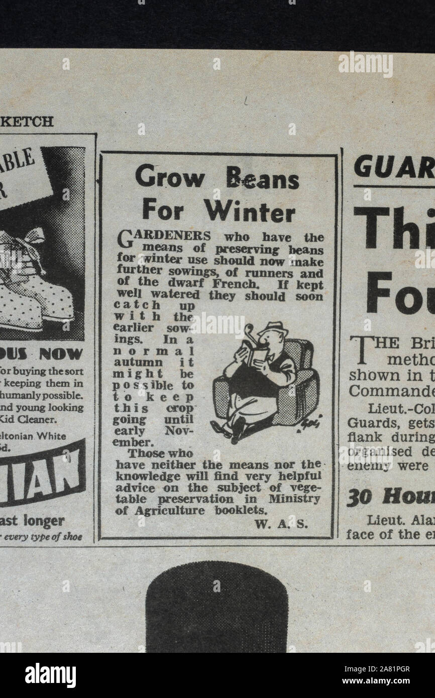 Kleiner Artikel Leser zu ermutigen, ihre eigenen Nahrungsmittel (Bohnen) wachsen: Täglich Skizze Zeitung (Nachbau), 19. Juni 1940 (während der Schlacht von Großbritannien). Stockfoto