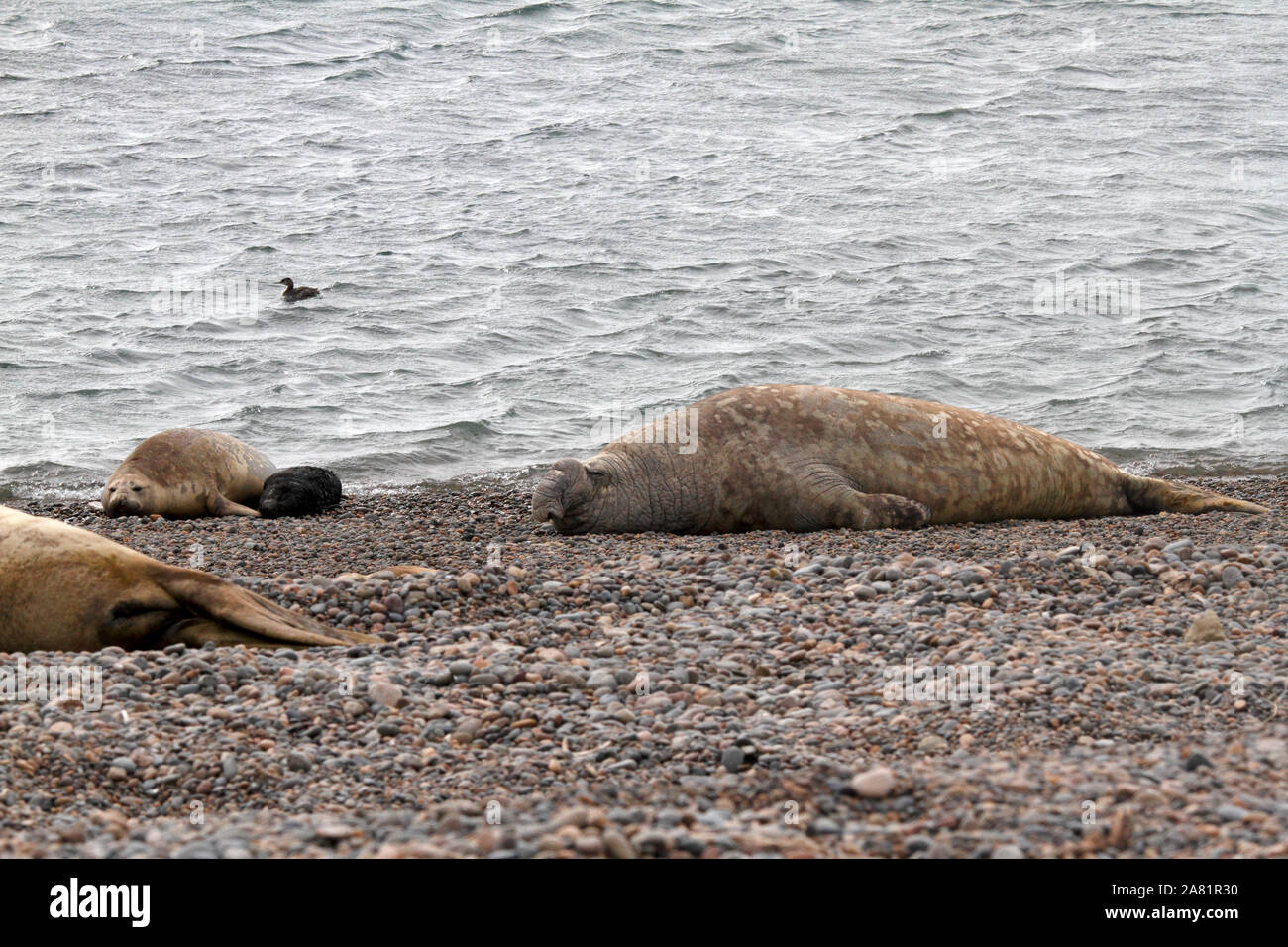 Seeelefanten, Halbinsel Valdes, Provinz Chubut, Argentinien, Patagonien, Stockfoto