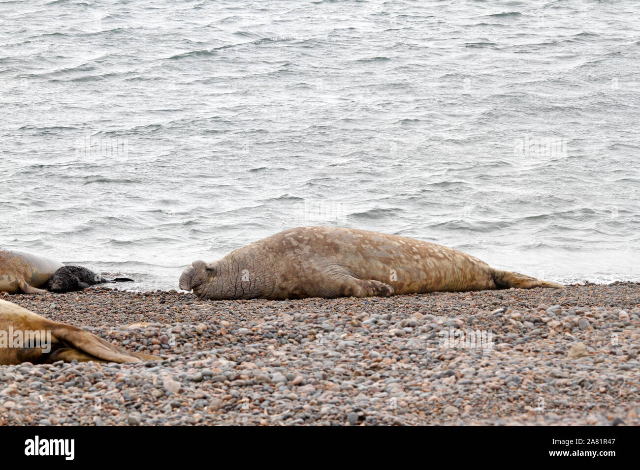 Seeelefanten, Halbinsel Valdes, Provinz Chubut, Argentinien, Patagonien, Stockfoto