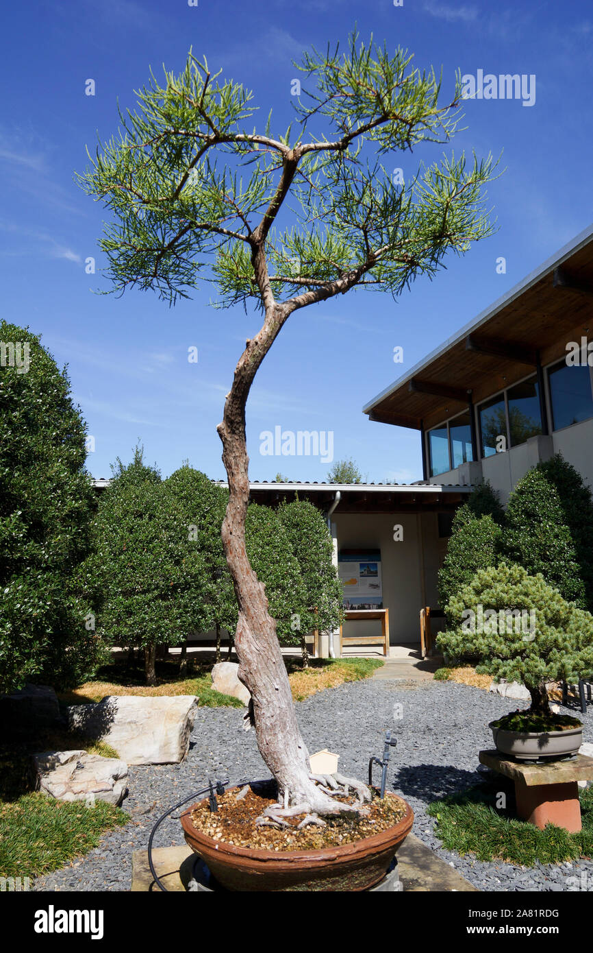 Atlanta, GA, USA - 14. Oktober 2019 - Schöne alte Bonsai Bäume im Kloster von Conyers Stockfoto