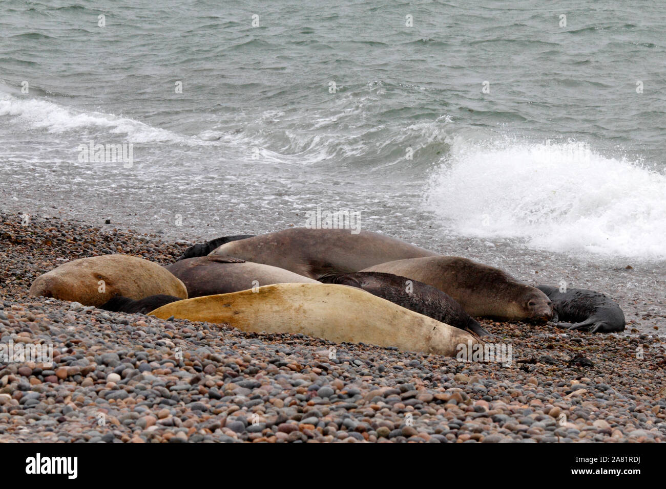 Seeelefanten, Halbinsel Valdes, Provinz Chubut, Argentinien, Patagonien, Stockfoto