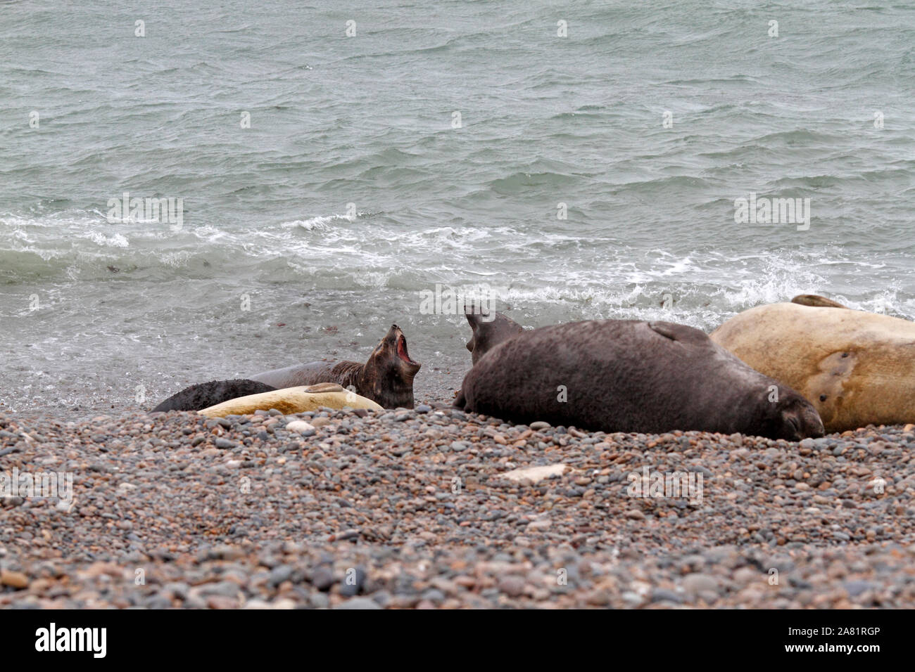 Seeelefanten, Halbinsel Valdes, Provinz Chubut, Argentinien, Patagonien, Stockfoto
