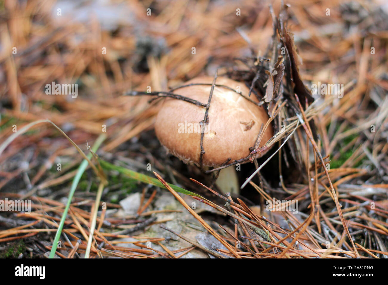Suillus Pilze in einem Pinienwald. Einen armful schmutzig, ungeschält, Butter Pilze in Nadeln und Zapfen. Ansicht von oben Stockfoto