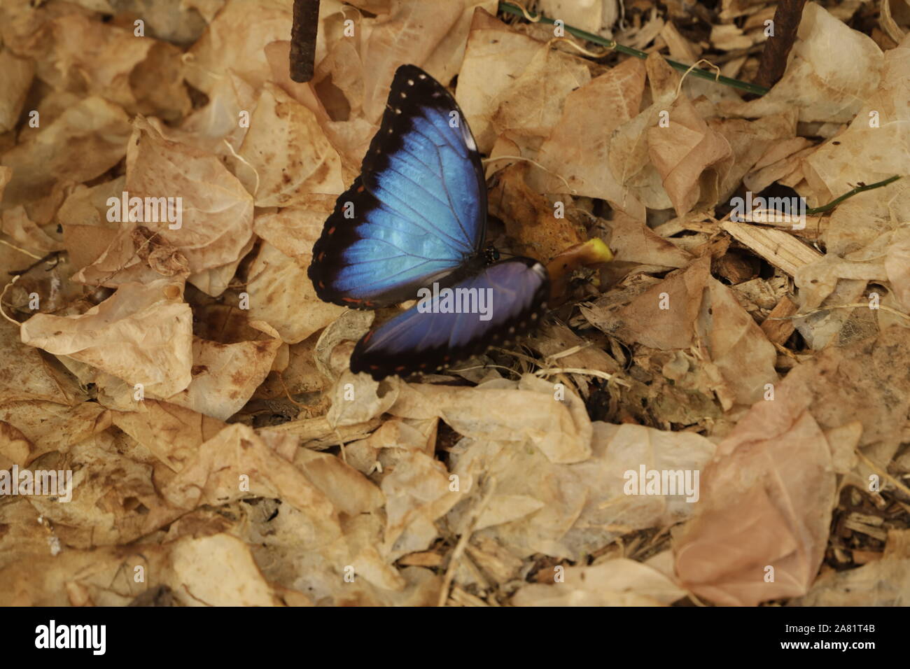 Morpho menelaus einen schönen blauen Schmetterling, wenn er seine Flügel geöffnet Stockfoto