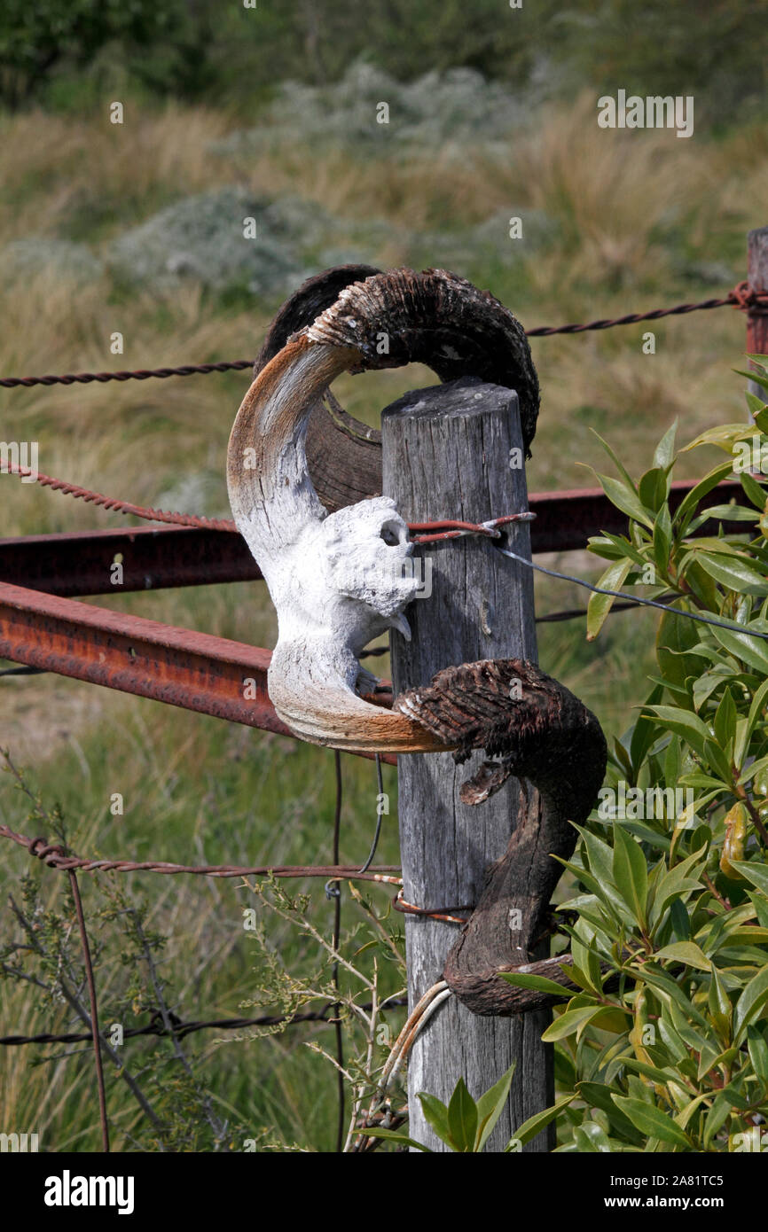 Schafe Schädel und gebogene Hörner von der Sonne gebleicht. Patagonien. Argentinien. Stockfoto