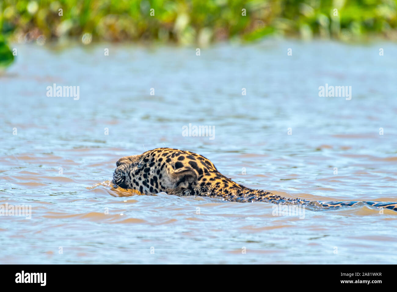 Jaguar Schwimmen #13. Stockfoto
