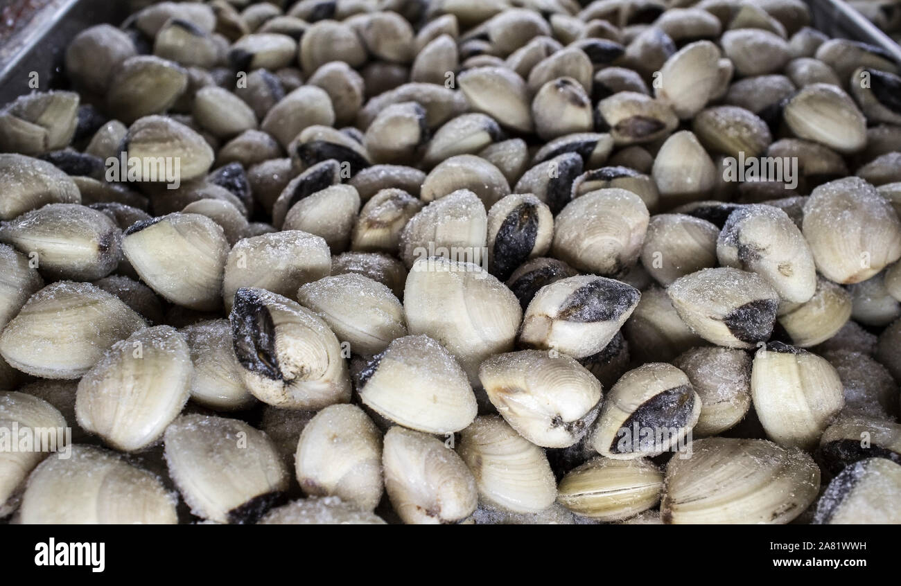 Lyrate Asiatische hard Clam, auch bekannt als Meretrix lyrata. Supermarkt Tiefkühlkost cabinet Stockfoto