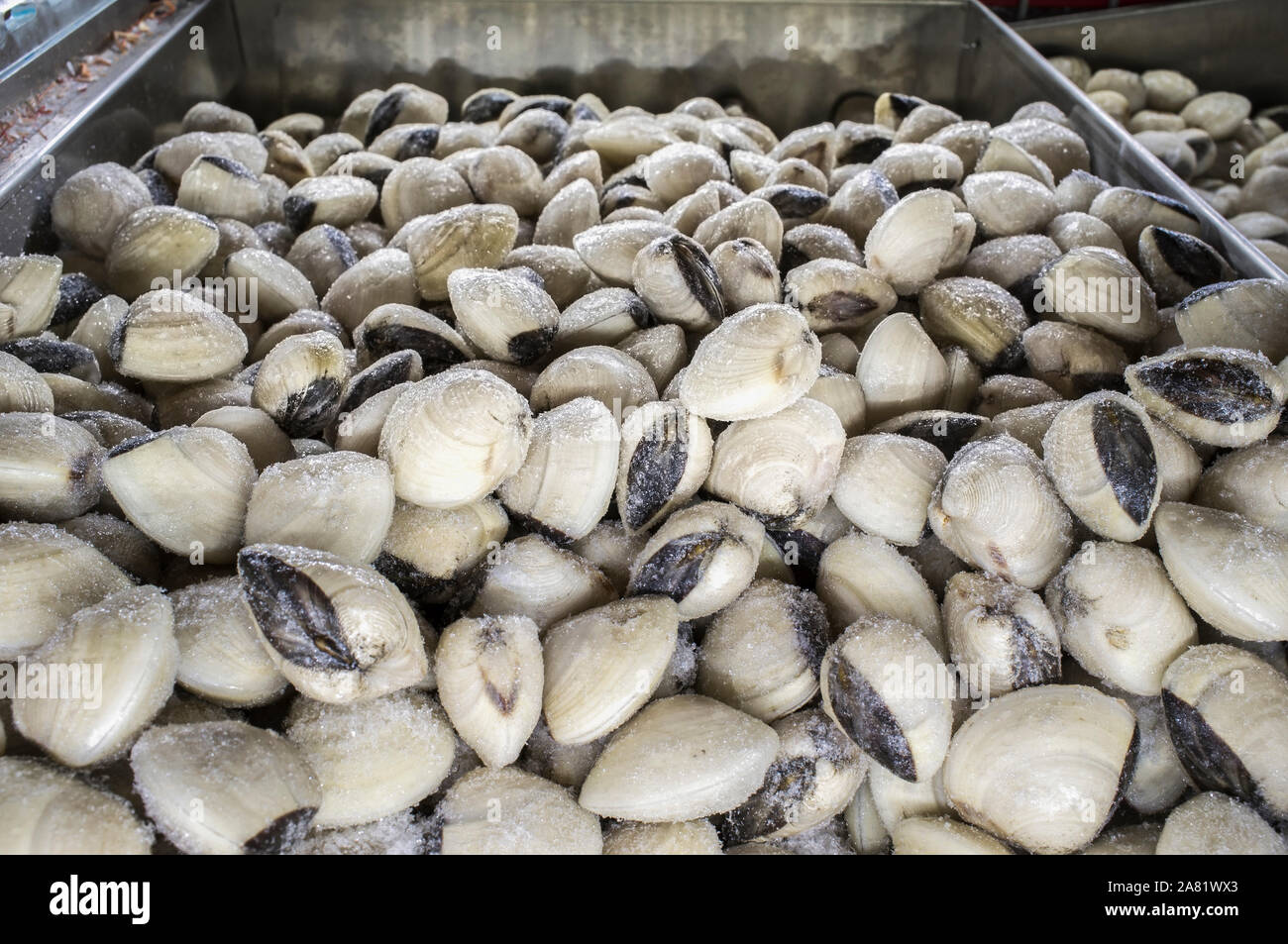 Lyrate Asiatische hard Clam, auch bekannt als Meretrix lyrata. Supermarkt Tiefkühlkost cabinet Stockfoto