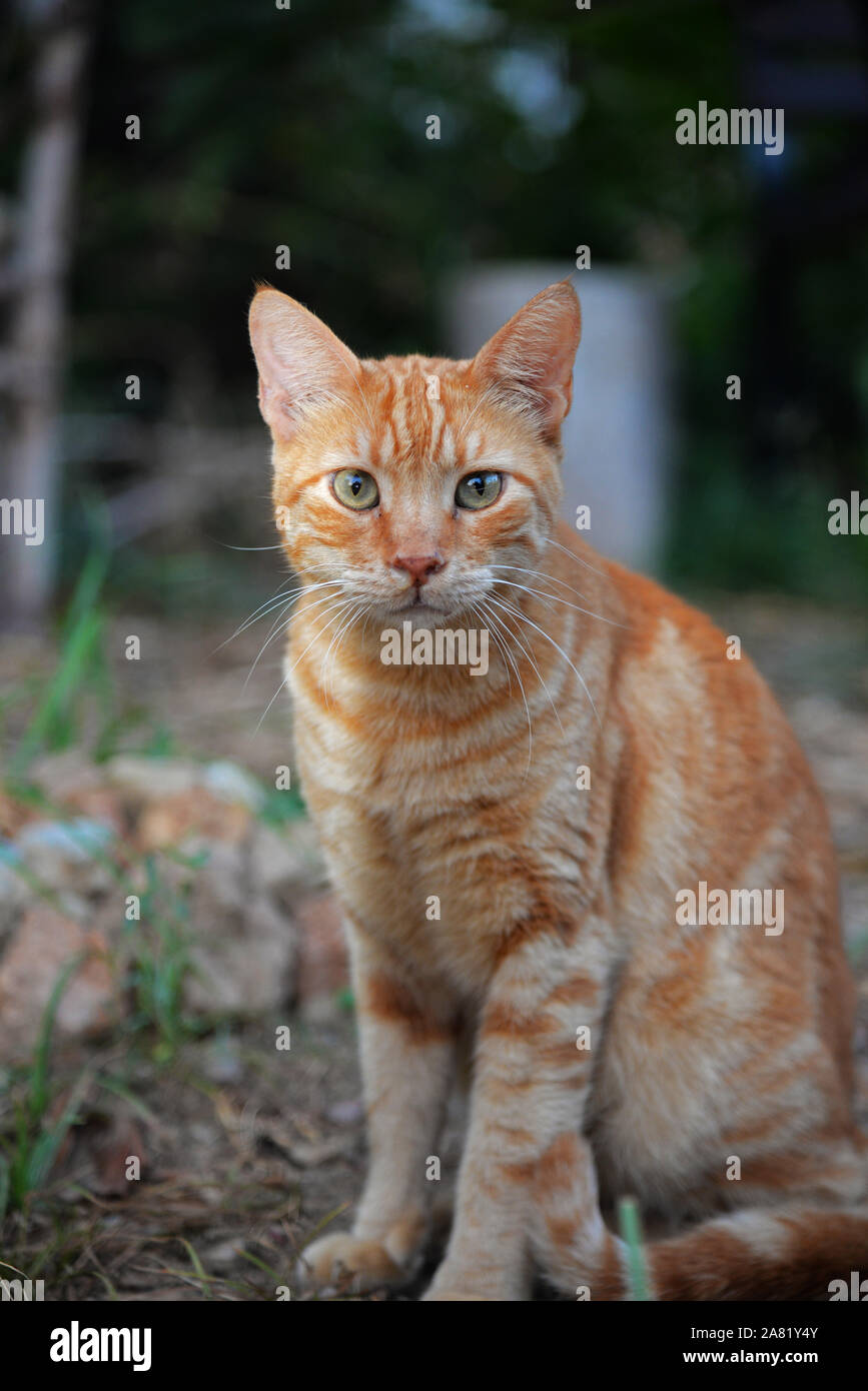 Streunende Katze leiden, Infektion der Atemwege, Schleim aus der Nase  Stockfotografie - Alamy