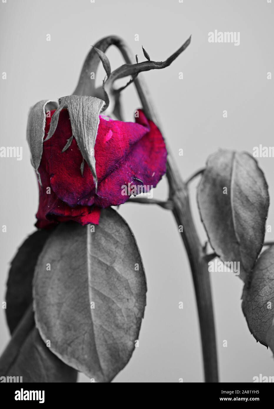 Verwelkte rote rose -Fotos und -Bildmaterial in hoher Auflösung – Alamy