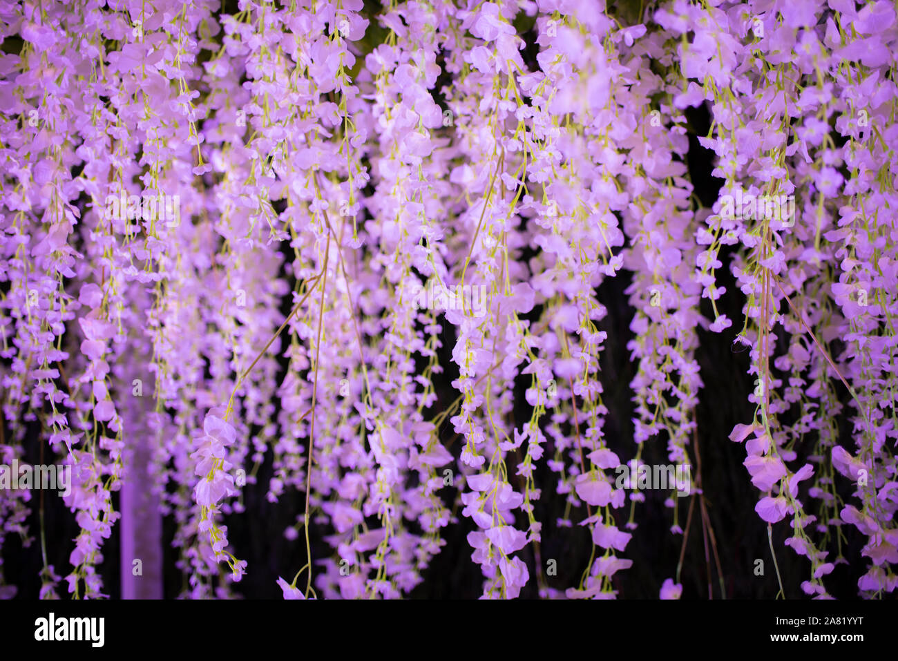 Hängende lila Blüten über einen dunklen Hintergrund Stockfoto