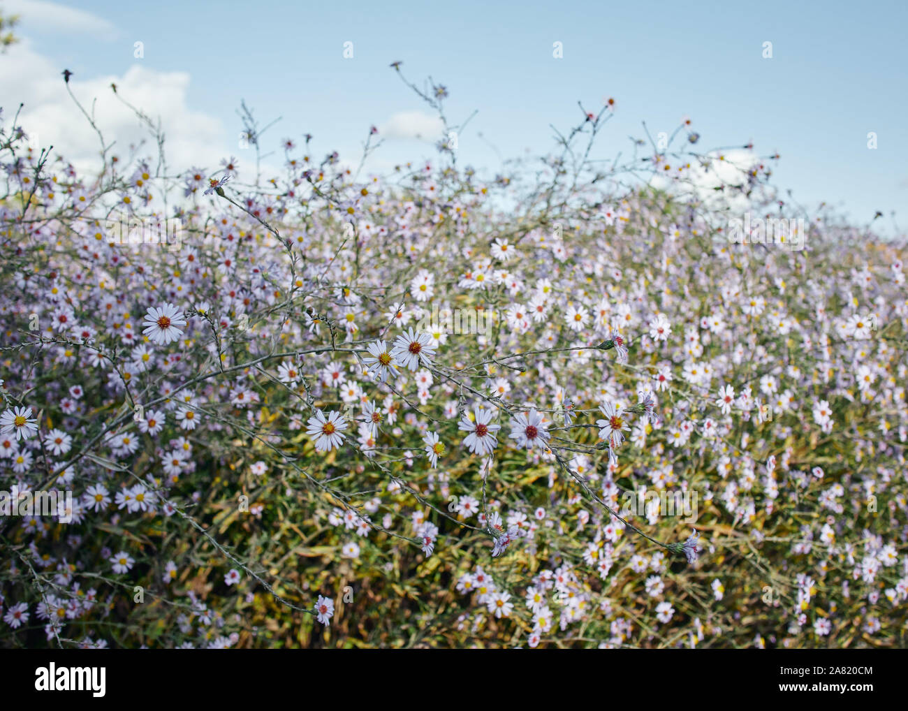 Eine schöne Verbreitung von wilden Marguerite Daisy Blumen auf einem ruhigen sonnigen Tag. Stockfoto
