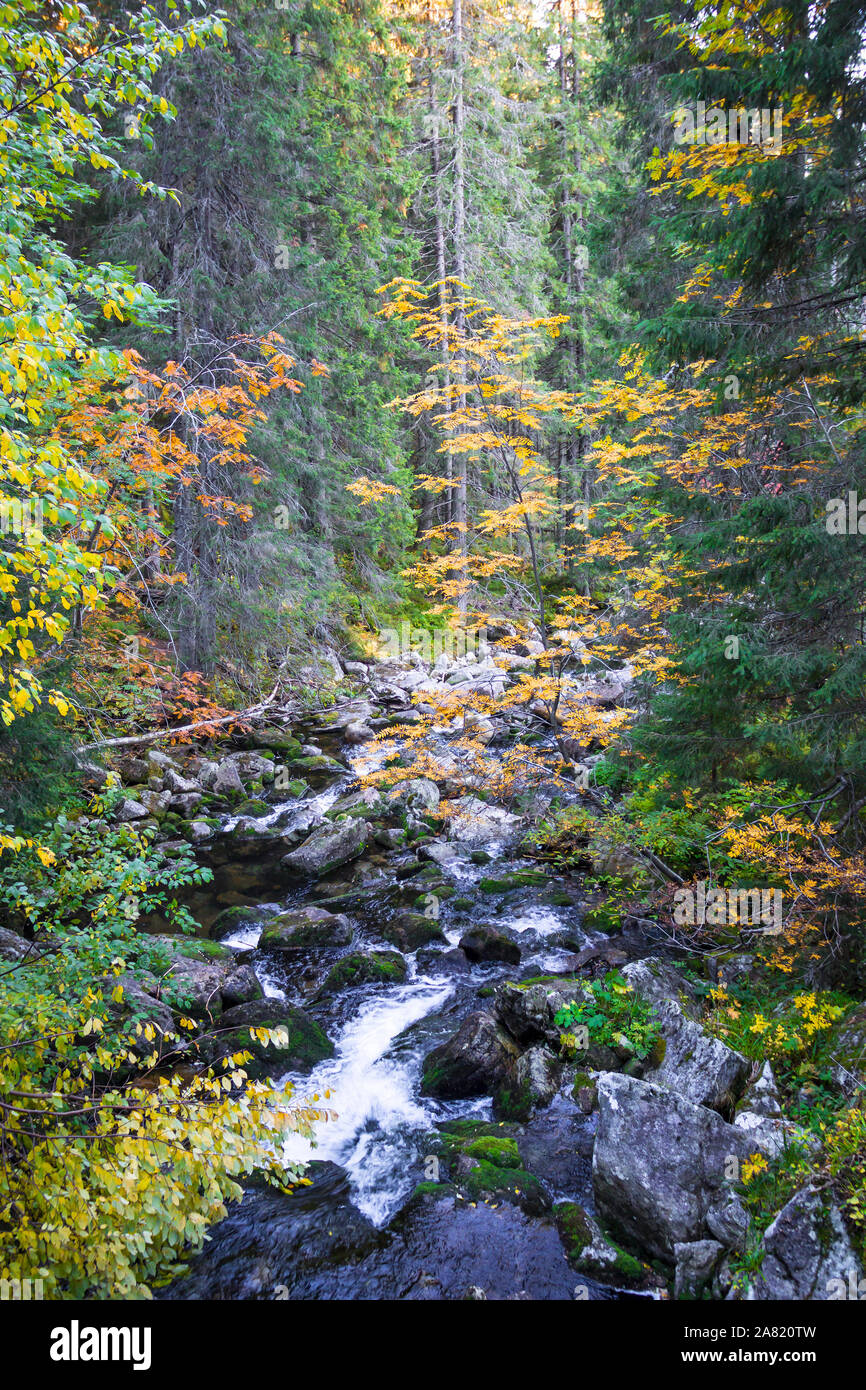 Schöne Herbst Wald mit Bach in Hohe Tatra, Slowakei Stockfoto