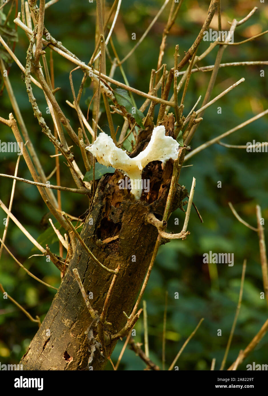 Weiße Pilze in Spindly Tree Branches in herbstlichen Woodland Setting, Surrey, England, Großbritannien, Europa Stockfoto