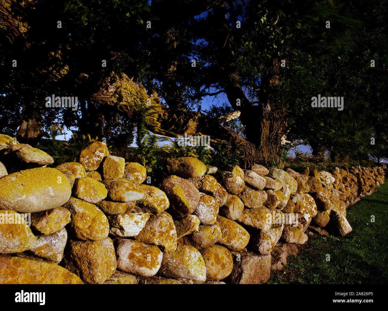 Block Island Steinmauer Stockfoto