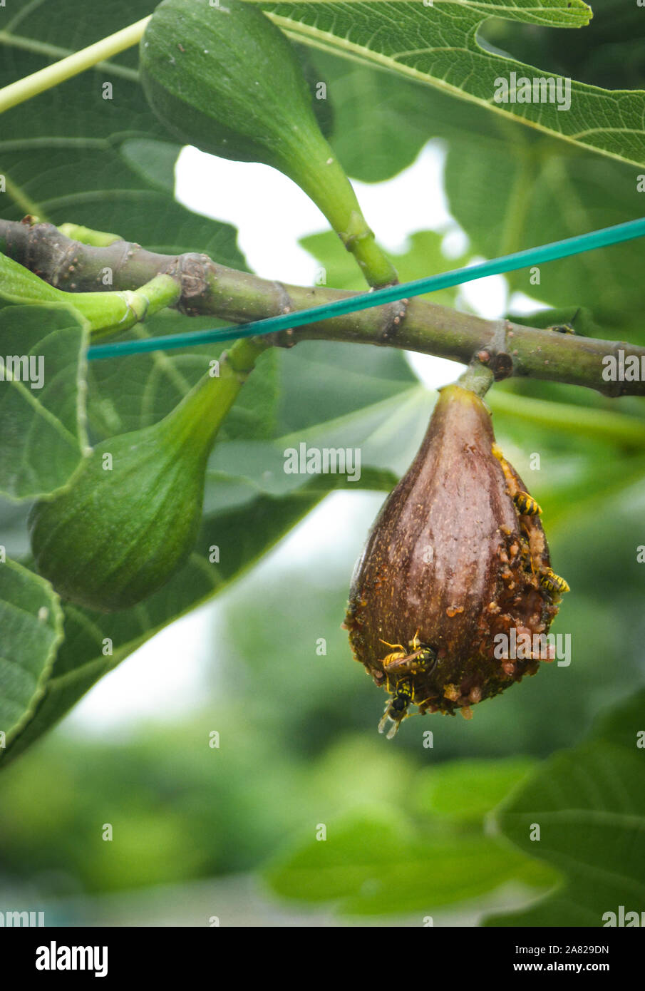 Mit Feigenwespen Stockfotos und -bilder Kaufen - Alamy